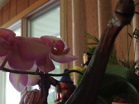 46071Cr - Dan's dinos helping an Orchid   Each New Day A Miracle  [  Understanding the Bible   |   Poetry   |   Story  ]- by Pete Rhebergen